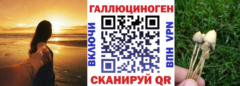 где найти   Дзержинск  Псилоцибиновые грибы Psilocybe 